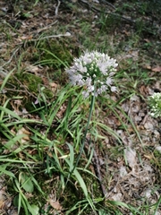 Allium nutans