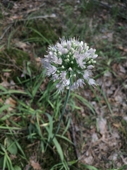 Allium nutans