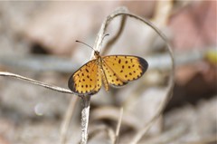 Pardopsis punctatissima