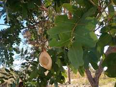 Pterodon emarginatus