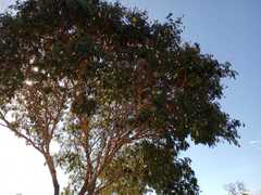 Pterodon emarginatus