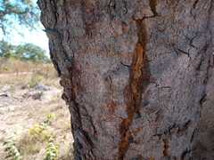 Pterodon emarginatus