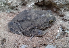 Rhinella humboldti