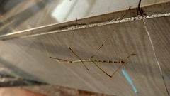 Clitumninae