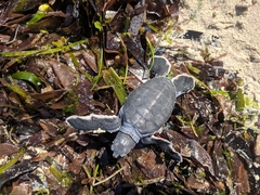 Chelonia mydas