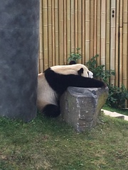 Ailuropoda melanoleuca