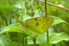 Colias erate