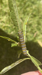 Danaus plexippus