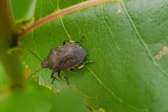 Rhacognathus punctatus