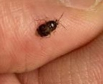 Deraeocoris lutescens