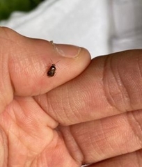 Deraeocoris lutescens
