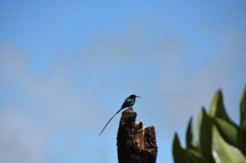 Scarlet-tufted Sunbird (Nectarinia johnstoni), photo 6