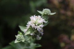 Pycnanthemum californicum