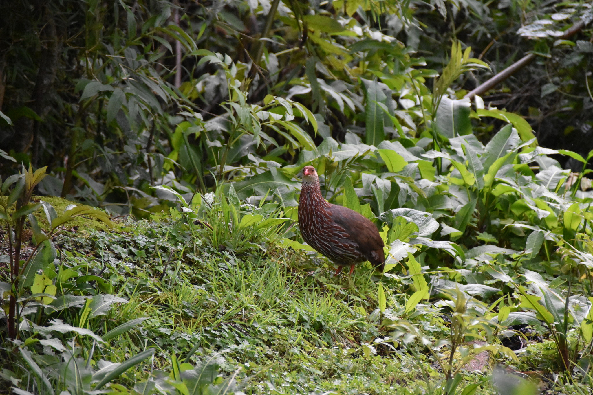 Jackson's Spurfowl (Pternistis jacksoni), photo 8
