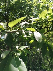 Hippomane mancinella