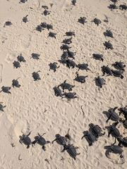 Chelonia mydas