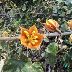 Chiranthodendreae