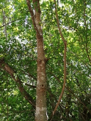 Hippomane mancinella