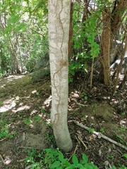 Hippomane mancinella