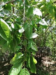 Hippomane mancinella