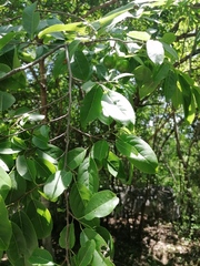 Hippomane mancinella