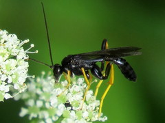 Exetastes suaveolens