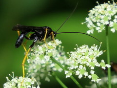 Exetastes suaveolens