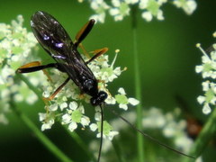 Exetastes suaveolens