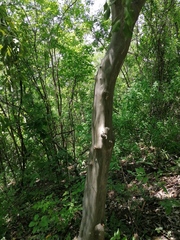 Chloroleucon mangense