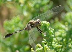 Orthetrum sabina