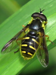 Sericomyia chrysotoxoides image