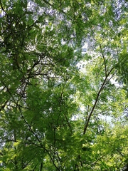 Chloroleucon mangense