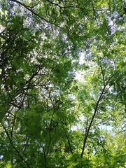 Chloroleucon mangense