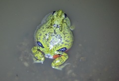 Pleurodema brachyops