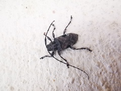 Lagocheirus obsoletus