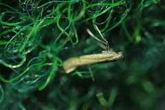 Aspilapteryx tringipennella