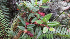 Gaultheria rigida
