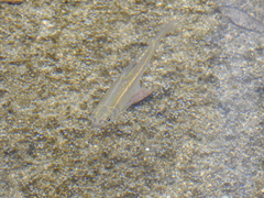 Pimephales notatus