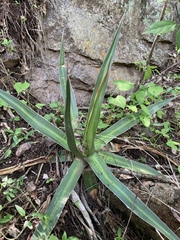 Agave arcedianoensis
