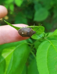 Chlorochroa pinicola