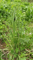 Carex aterrima