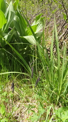Carex aterrima