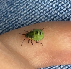 Palomena prasina