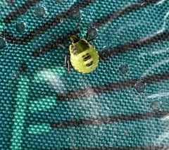 Palomena prasina