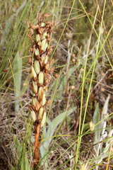 Anacamptis coriophora