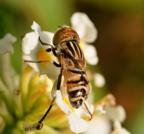 Eristalinus tabanoides