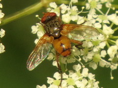Euclytia flava