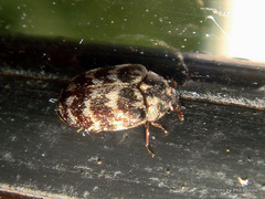 Anthrenocerus australis