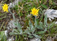Hieracium villosum
