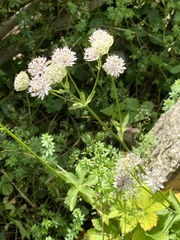 Astrantia